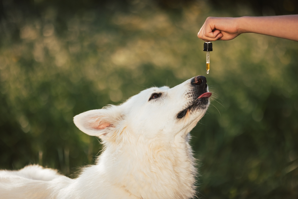 Should Your Dog Be Taking CBD if They Don’t Feel Well?